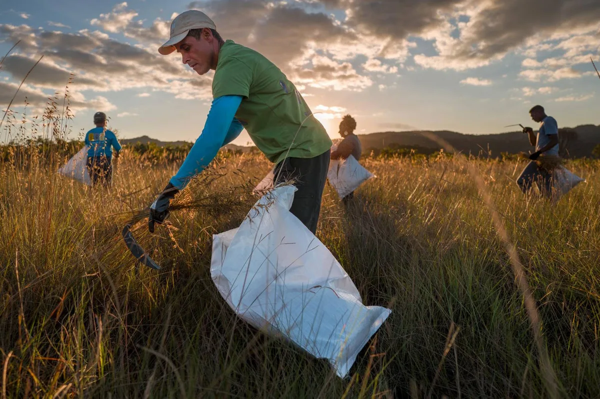 ONU reconhece iniciativa brasileira de restauração de 2 milhões de hectares do Cerrado