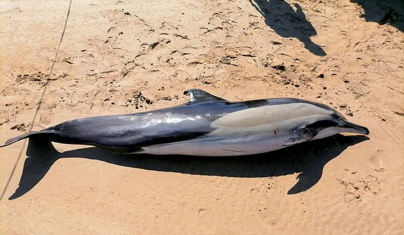 ‘Isolated Incidents’: Dolphin strandings in Gqeberha spark concern, but experts urge calm