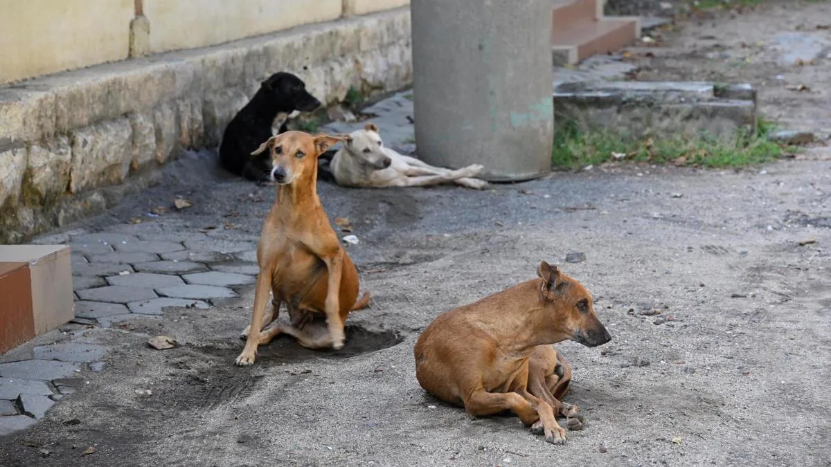 Erode Corporation sterilises over 15,100 stray dogs since 2024
