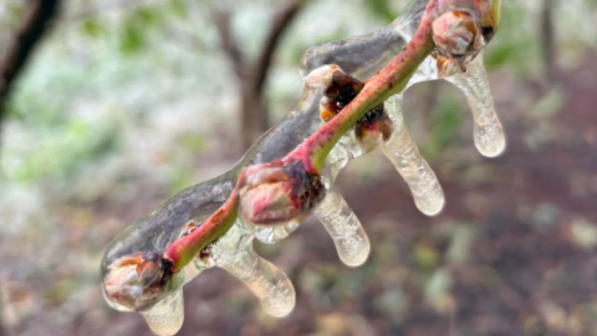 Frio extremo pode destruir pomares, mas sistema de alerta de geada já evitou R$ 85 milhões em prejuízos em SC
