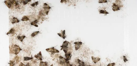 Lebensmittelmotten in der Küche: Was hilft? Mit diesen Tipps werden Sie die Insekten los