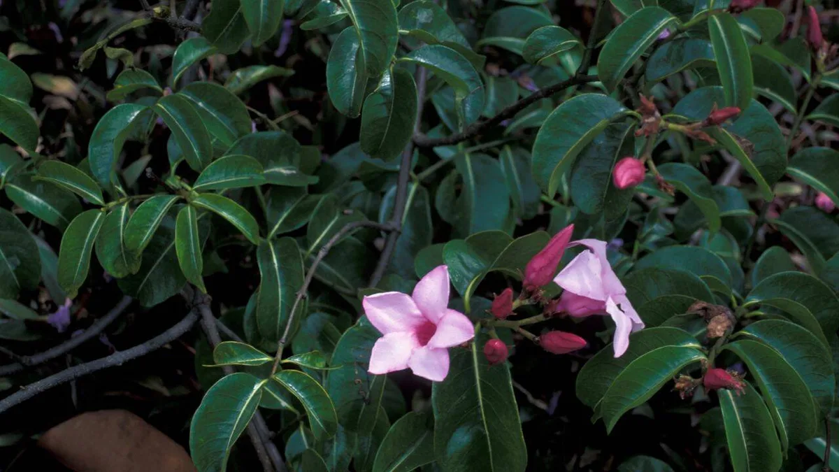 Australia grew a Madagascar vine for WW2 rubber. It became a major invasive weed