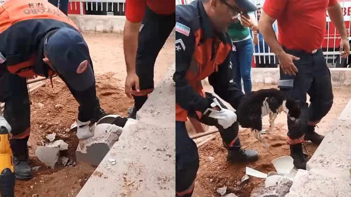 VÍDEO: gata é resgatada pelos bombeiros após passar 3 dias presa dentro de 'joelho' de cano no ES