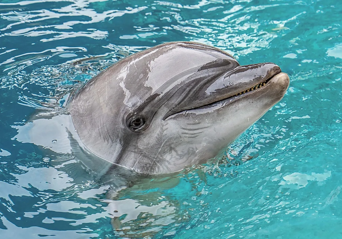 El Oceanogràfic intensifica el seguimiento de los animales rescatados en Canadá con un delfín en estado «delicado»