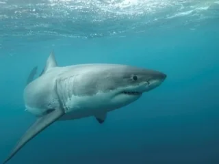« C’était comme se battre contre un dinosaure »: une Australienne raconte comment elle a survécu à l’attaque d’un requin