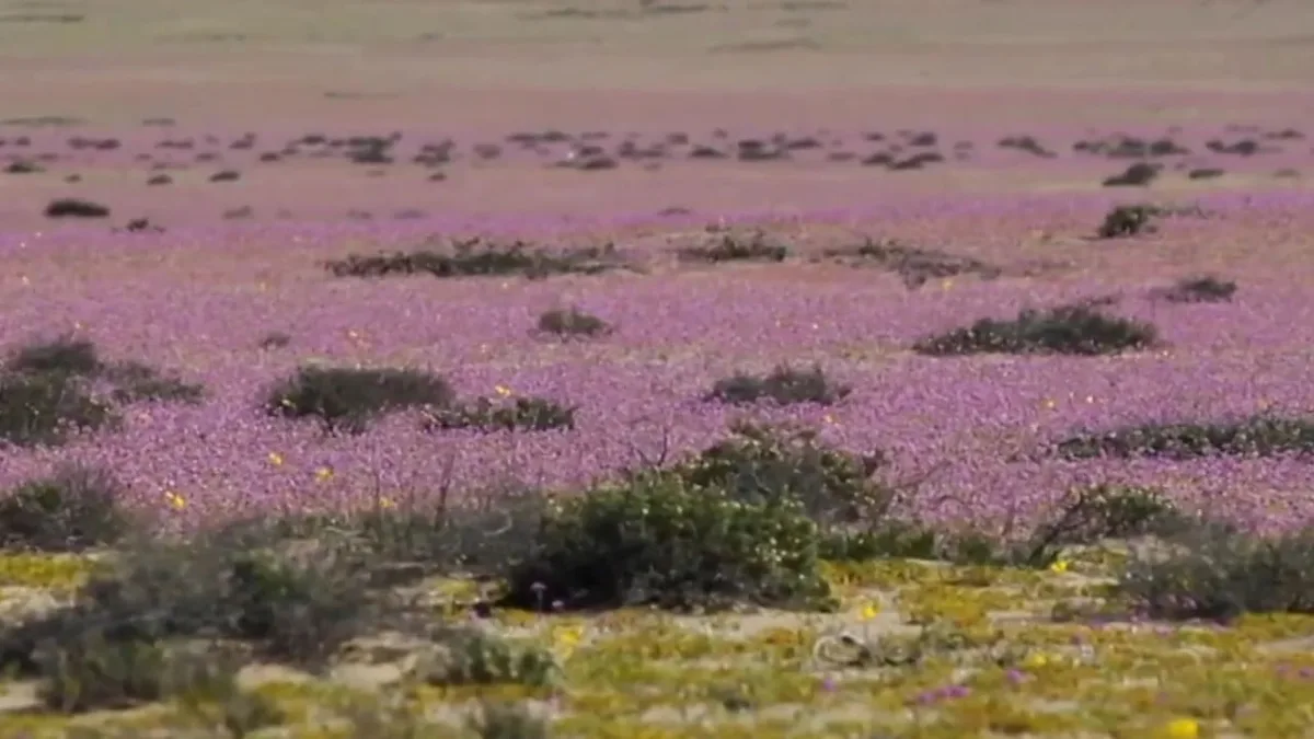 Naturphänomen in Südamerika - Atacama-Wüste blüht in voller Pracht