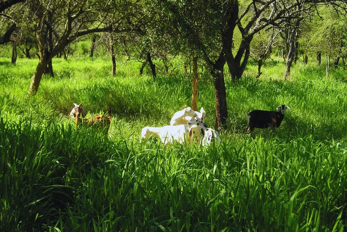 Ganadería y bosque nativo: impulsan 40 planes de manejo integrado en 12 provincias