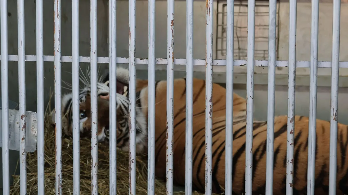 Raubkatzen: Tiger aus Sachsen machen erste Schritte in Spanien
