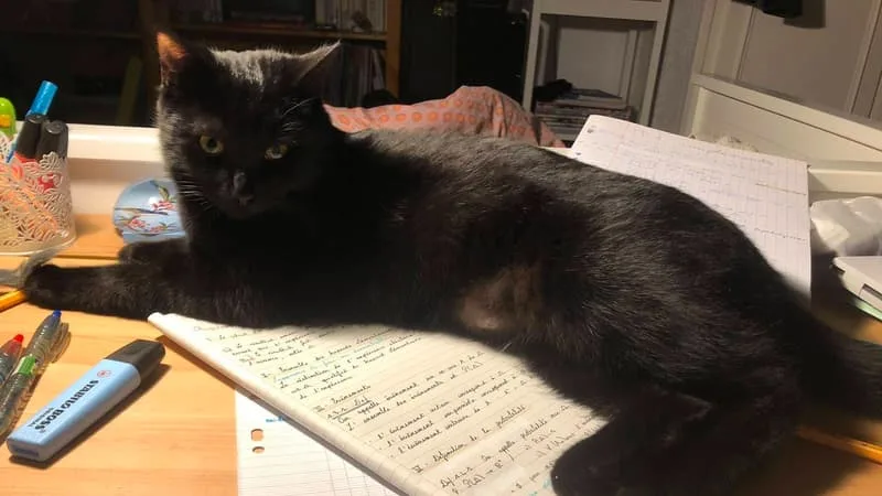 Partie en vacances dans les Alpes, une famille reste plus de dix jours sur une aire de l'A43 et offre 500 euros pour retrouver leur chatte Chanel
