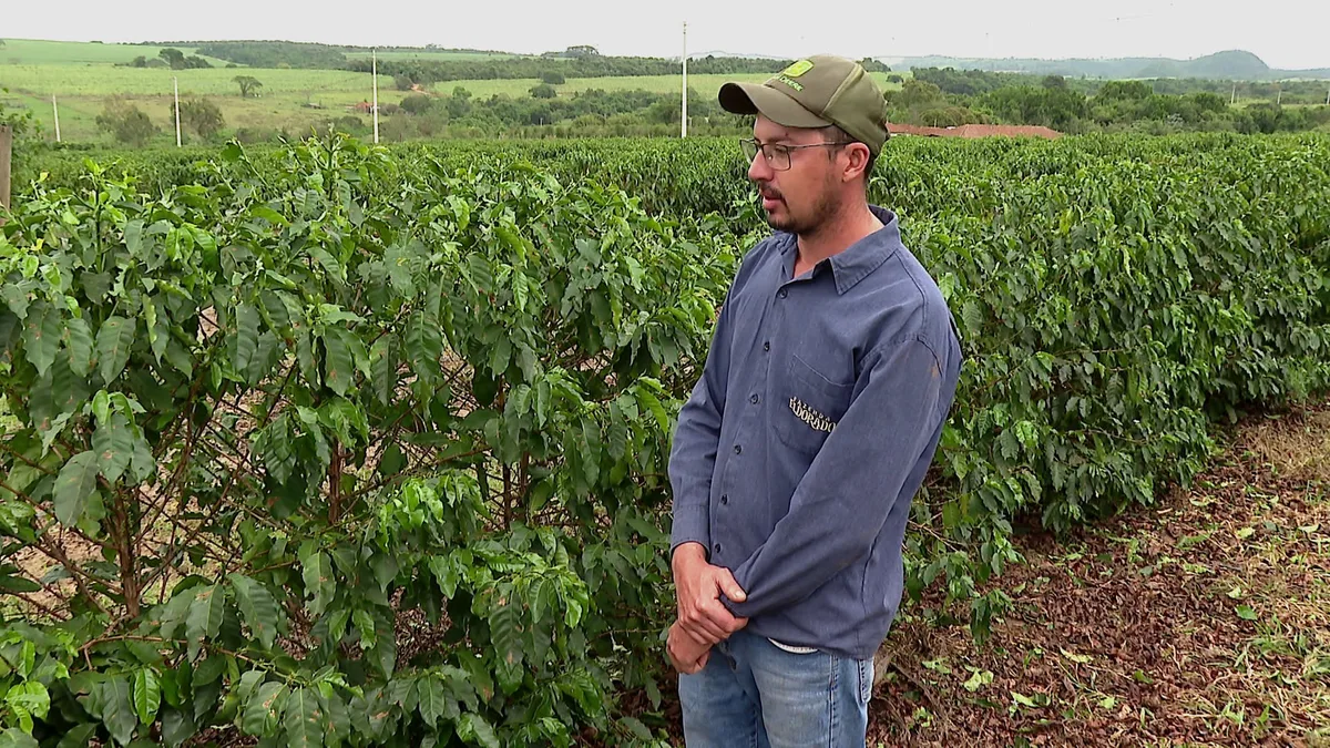 Cafeicultor estima perda de 20% da produção após chuva de granizo no interior de SP: 'Está de assustar'