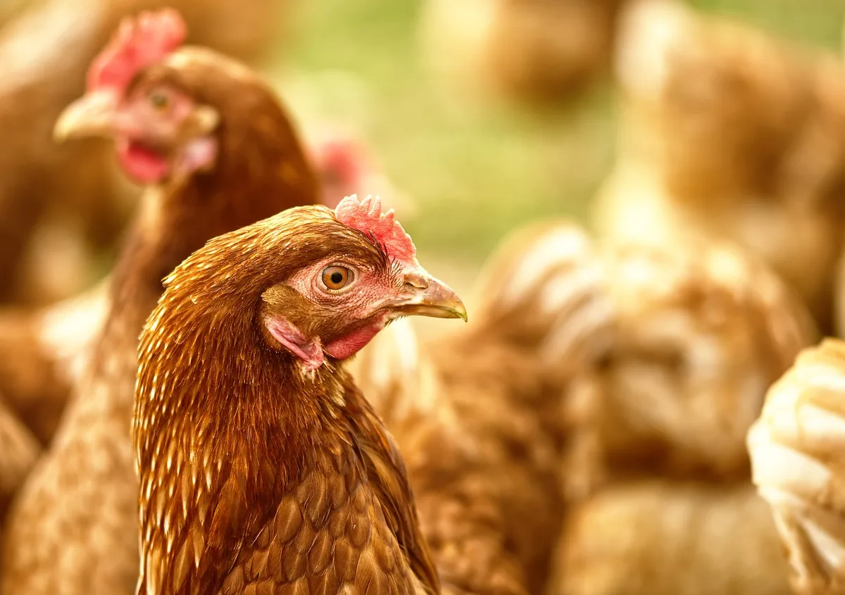 Galinheiro bem planejado ajuda na criação de aves; veja como construir a estrutura