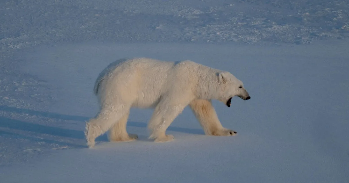 $5,255 fine issued after foghorn wakes up sleeping polar bear