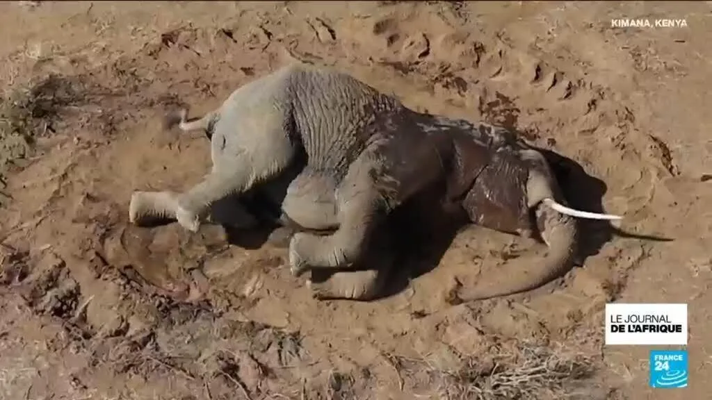 Kenya : un mal mystérieux décime les éléphants