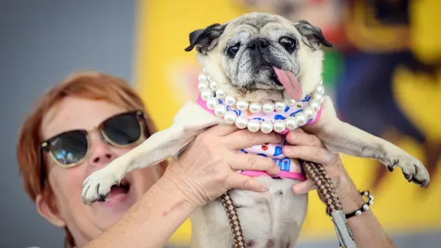 De língua descaída e olhos salientes, Jinny é "o cão mais feio do mundo"