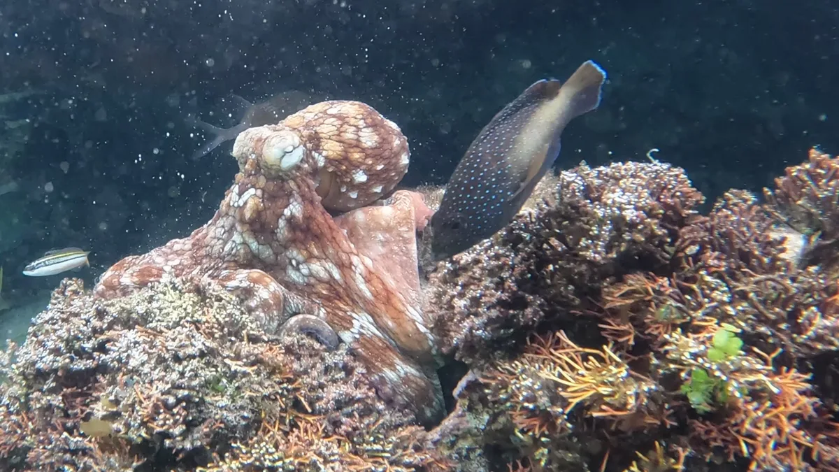 Young wild octopuses may form a 'fight club' and slap territorial fish if they get too close