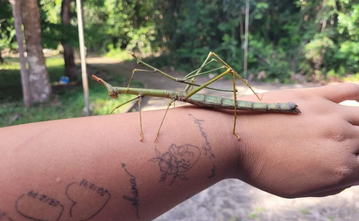 Espécie de gafanhoto foi descrita há mais de dois séculos, mas o macho só foi identificado agora na Amazônia