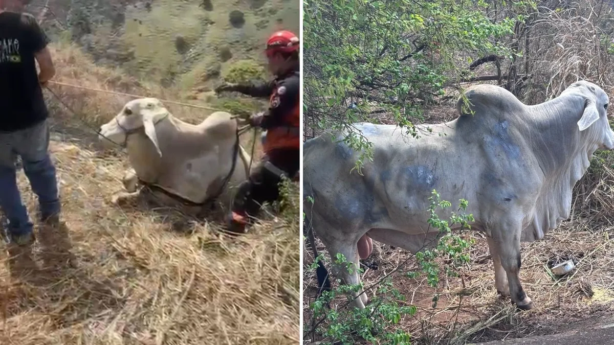 Touro fica preso em penhasco e é resgatado com rapel no ES