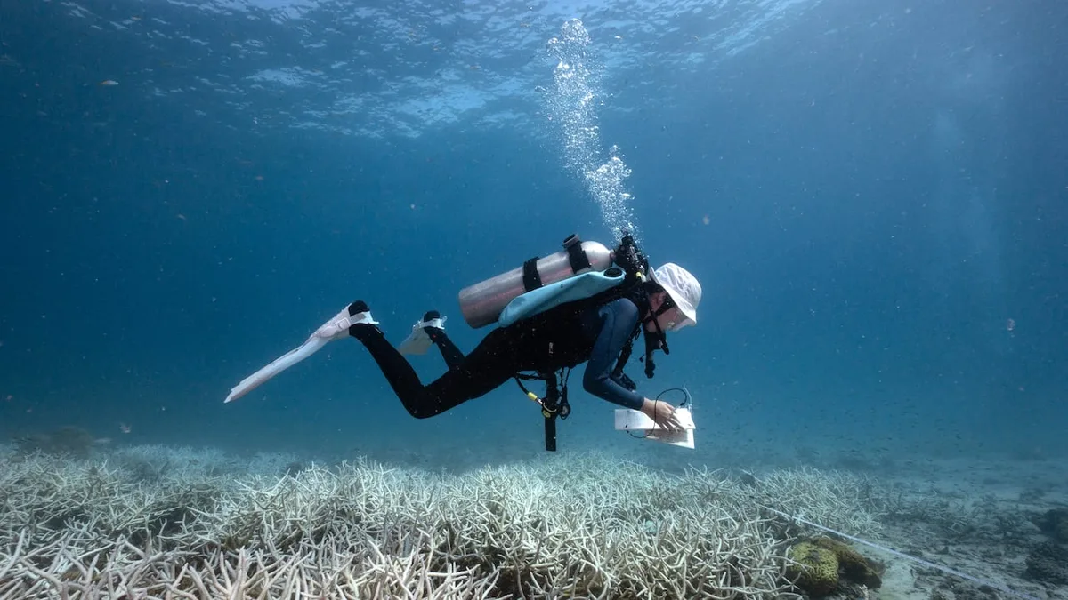 Coral skeletons keep record of stronger El Niños, new research finds