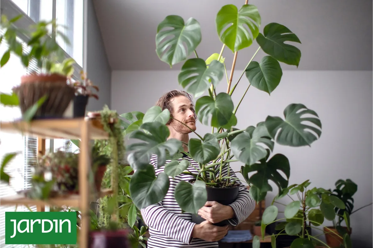Estas son las plantas de interior que se convirtieron en objeto de deseo