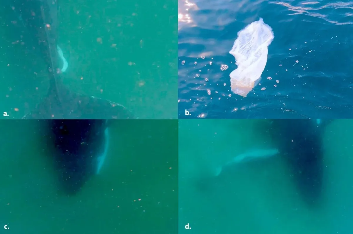 Baleia é flagrada vivendo "luto" por filhote natimorto em vídeo raro; assista