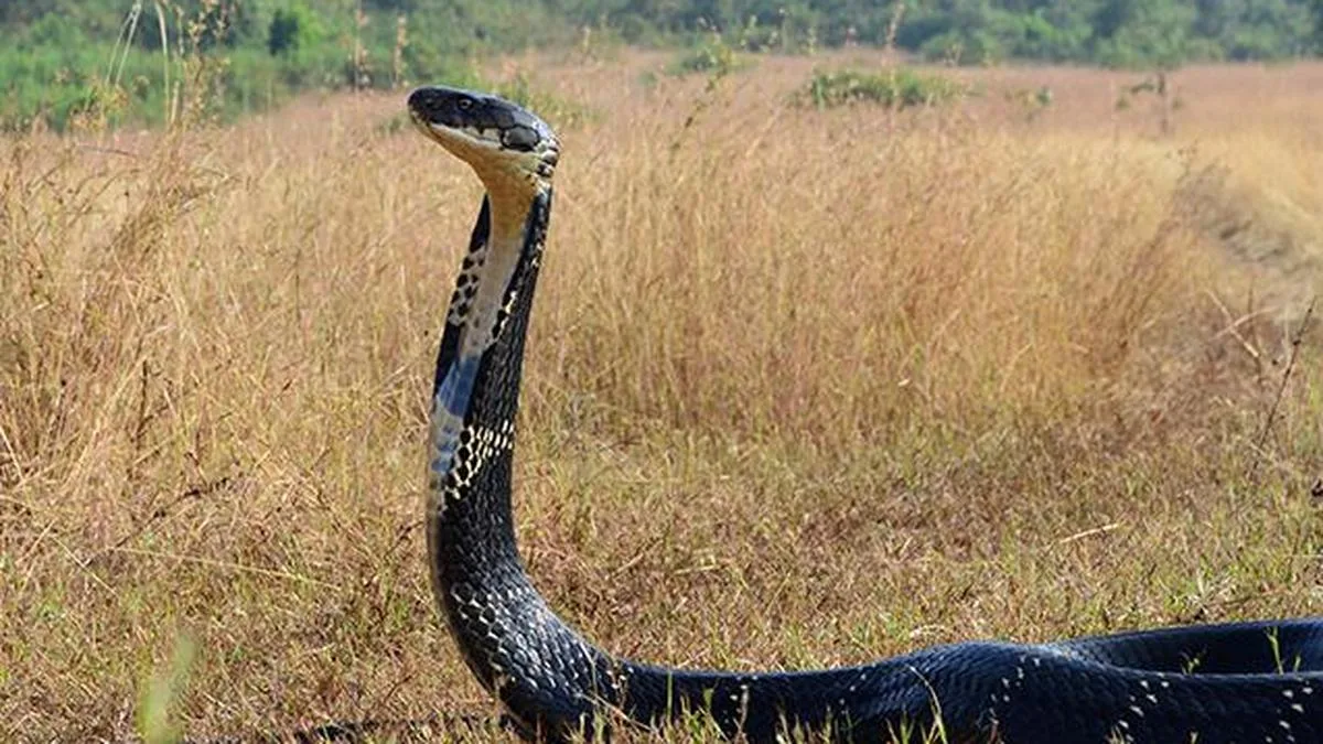 Hyderabad’s Friends of Snakes Society develops weather-driven ML model forecasting hourly snake encounters to aid rescues and anti-venom preparedness