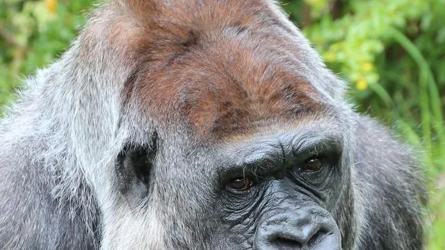 Tiere: 41-jährige Gorilla-Dame im Berliner Zoo gestorben