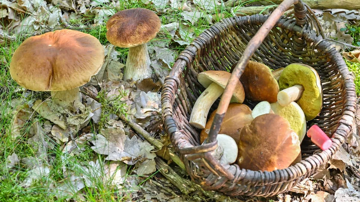 Diese Regeln gelten in Deutschland - Darf ich eigentlich unbegrenzt Pilze sammeln?