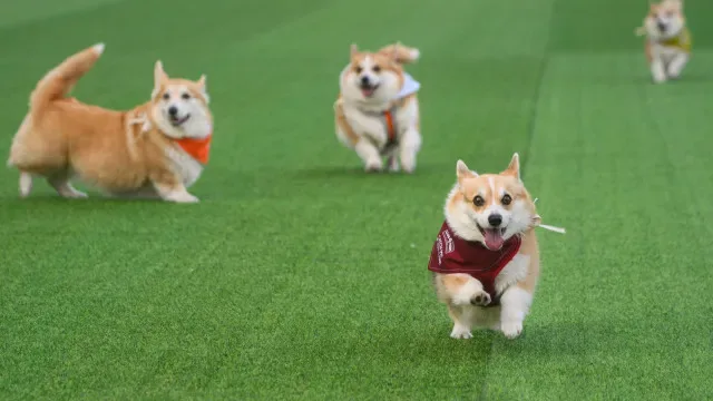Corrida de corgis? Não tem velocidade, mas tem fantasias (e não só). Veja