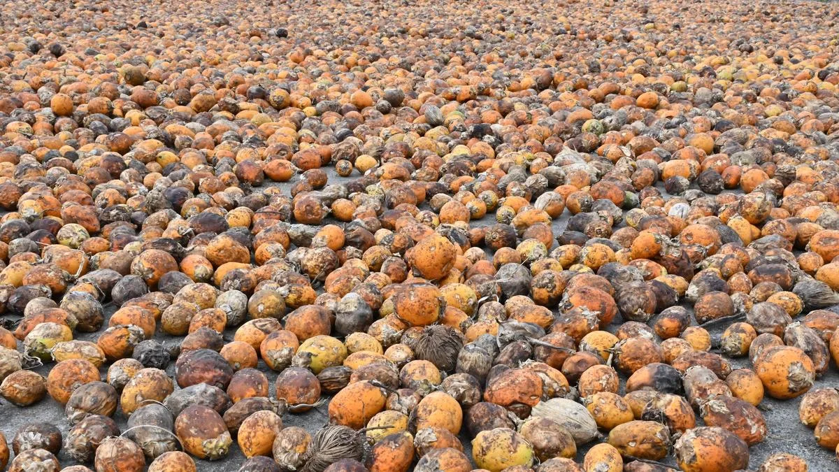 ED searches 16 places linked to smuggling of foreign-origin betel nut via the Indo-Myanmar border