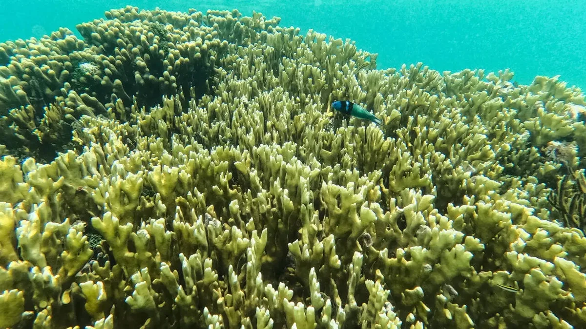 ‘Collapse could be precipitous’: Super El Niño could push coral reefs to extinction