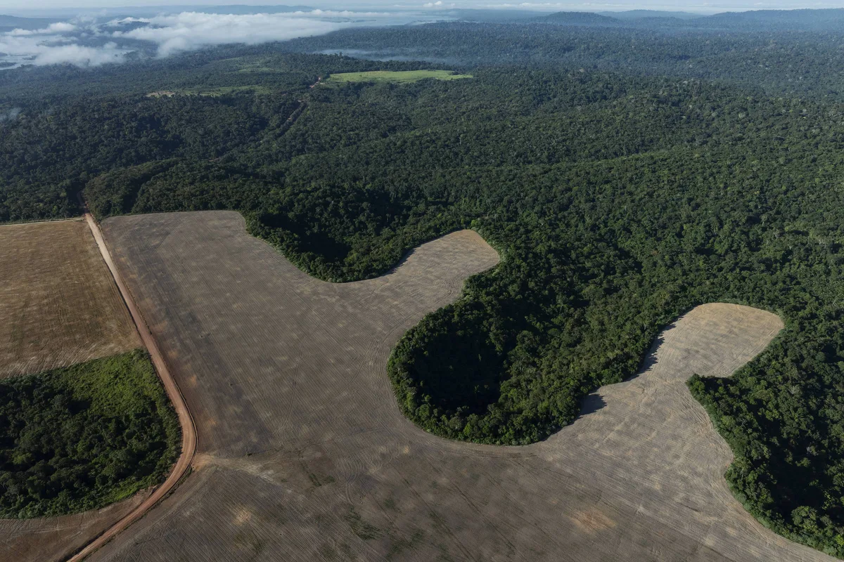 Proteger as florestas é investir no agronegócio