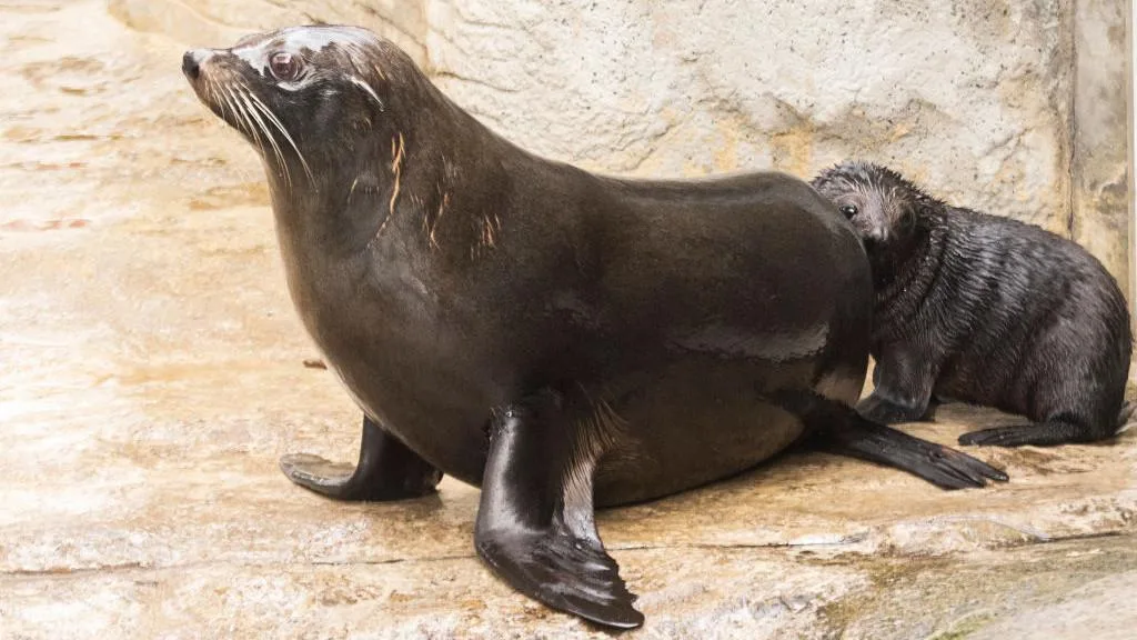 Australia’s first bird flu case in a mammal confirmed in South Australia seal
