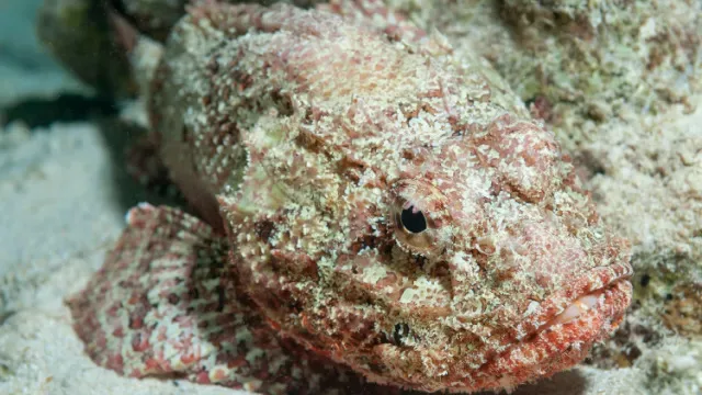 Peixe venenoso vive em praias do Brasil e usa camuflagem para emboscar presas