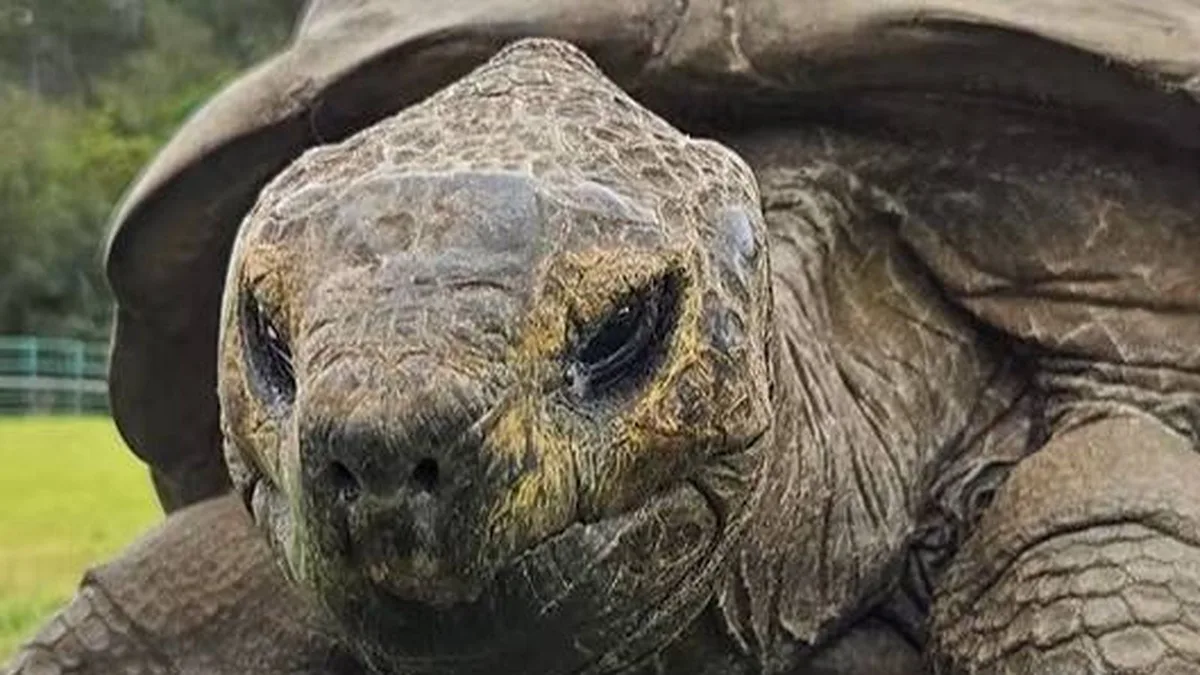 Estudian el genoma de Jonathan, el animal terrestre más longevo del mundo: los científicos explican por qué ha llegado a 194 años