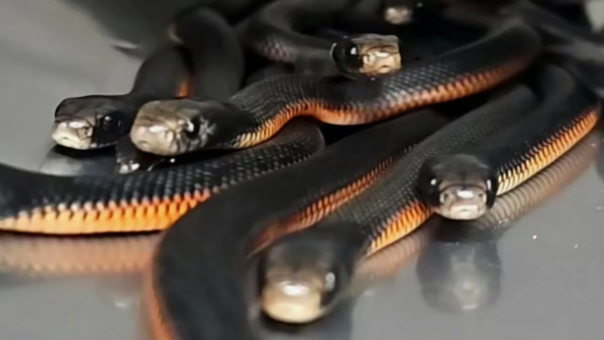 Australian family found 102 venomous snakes hiding beneath a backyard mulch pile