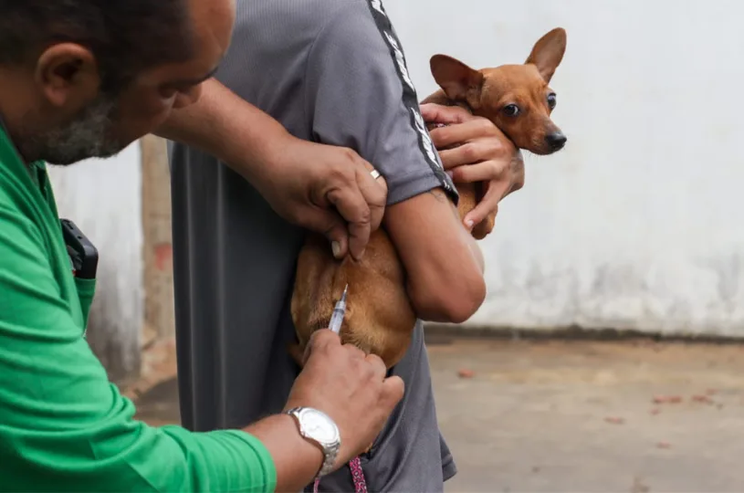 Vacinação antirrábica: veja onde vacinar cães e gatos no ES neste sábado (17)
