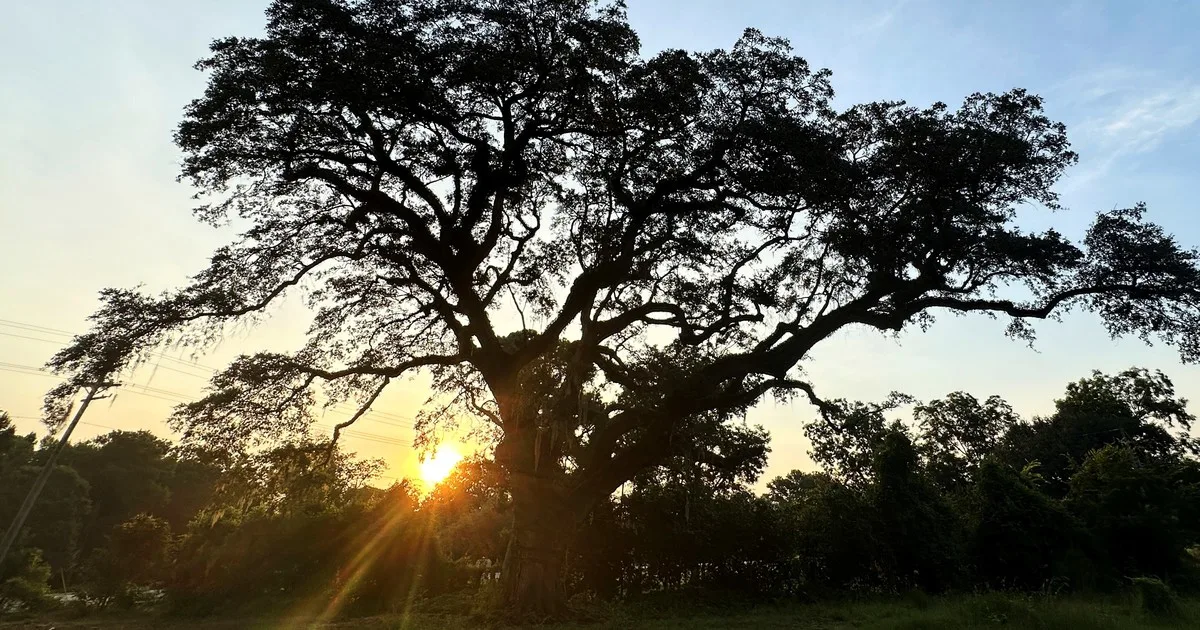 Tratan de salvar en EE.UU. a un árbol que fue testigo de la Guerra de Independencia