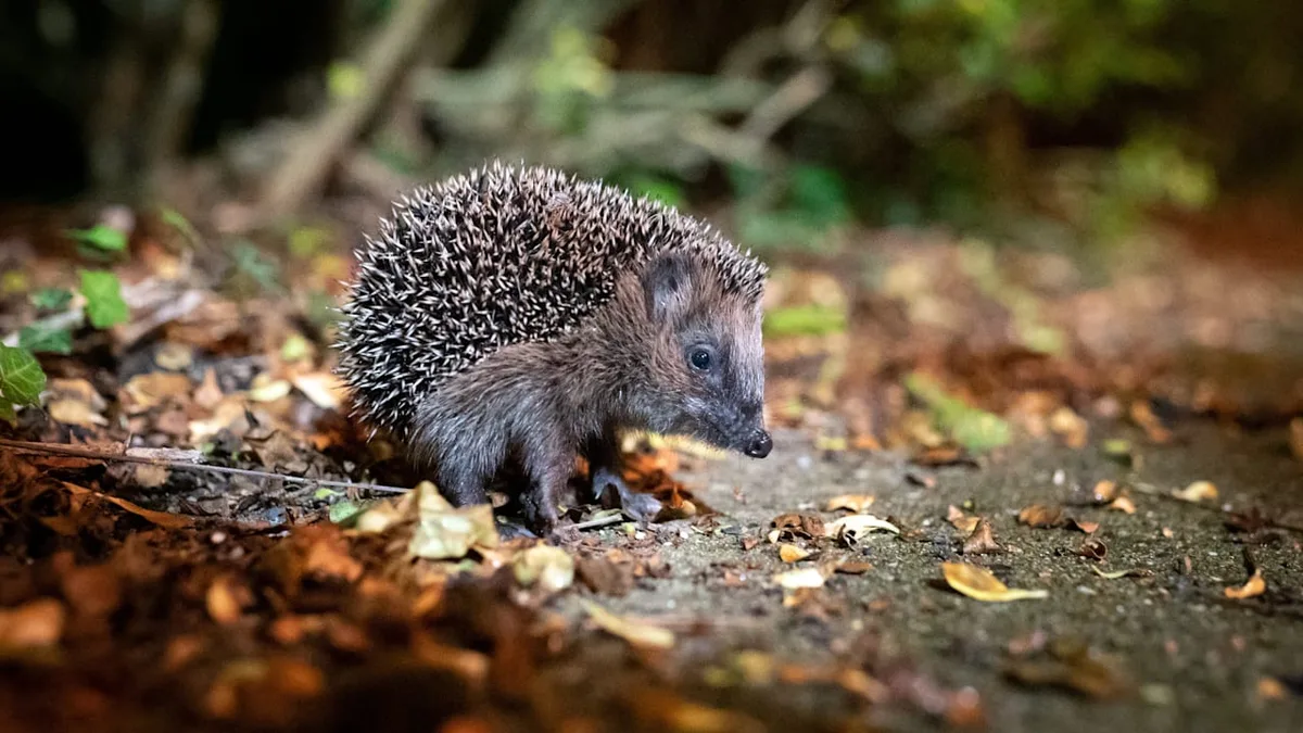 Wann ein Tier Hilfe braucht - Igel im Garten gefunden – Das sollten Sie tun