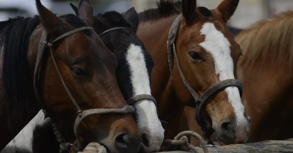 Se actualizó el marco normativo para la identificación de caballos