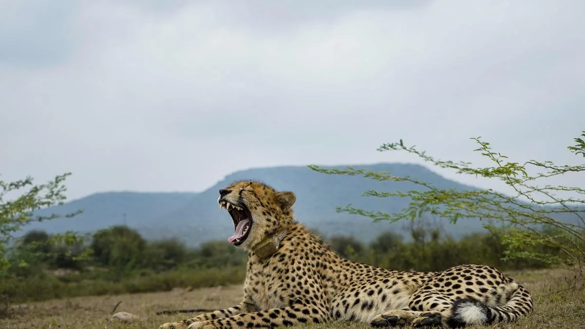 As Project Cheetah completes 4 years, big cat population in India rises to 52
