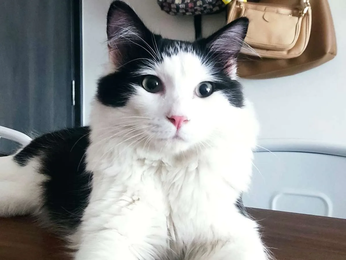 Nico volvió con su familia tras sobrevivir 49 días bajo los escombros