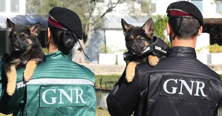 GNR deteve líder de rede internacional de tráfico de droga