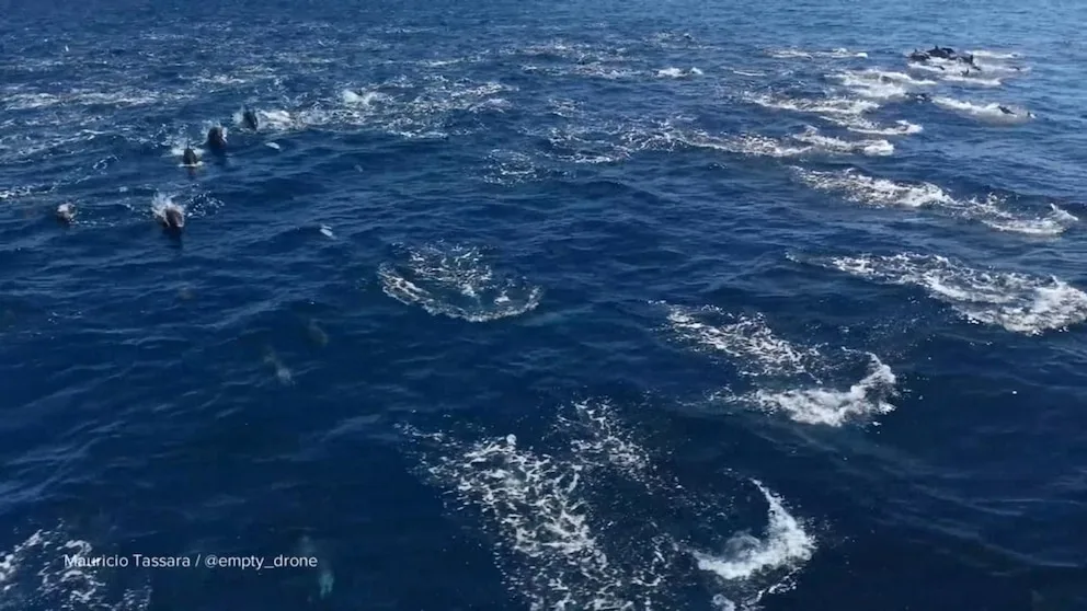 WATCH: David Muir shares stunning dolphin 'stampede' off California coast