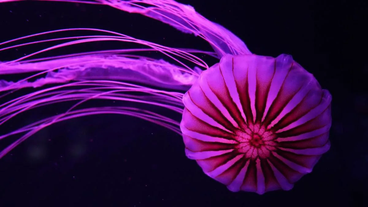 US Jellyfish Museum celebrates mesmerising predators