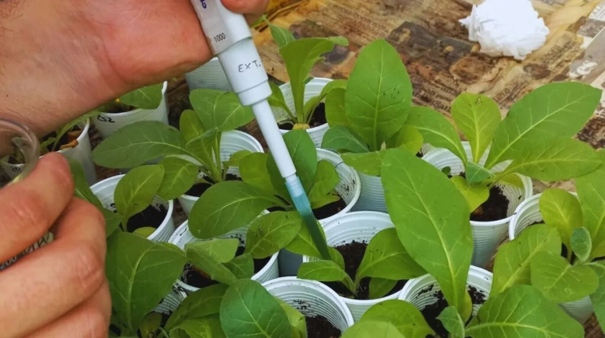 Mostaza e insumos microbianos: dos estrategias biológicas que redefinen la salud del suelo en el NOA