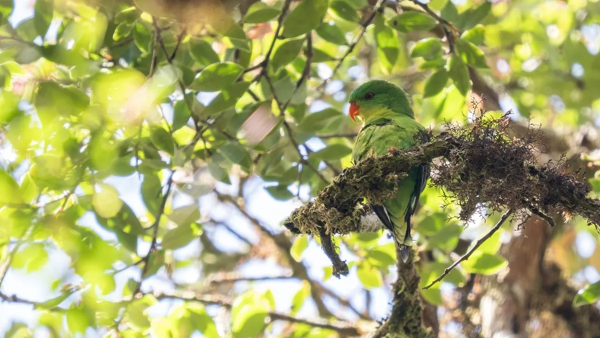 Seltener Papagei: Dieser Vogel wurde nur zweimal in 100 Jahren gesichtet