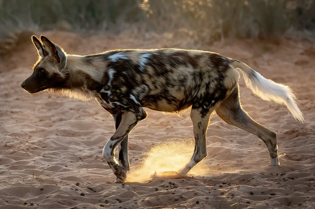 Cães selvagens quebram recorde de distância percorrida na África