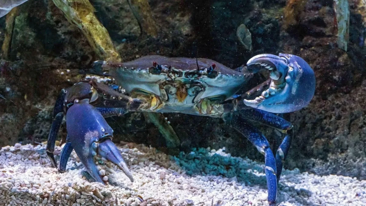 Italy releases young octopuses into Adriatic Sea to control blue crabs
