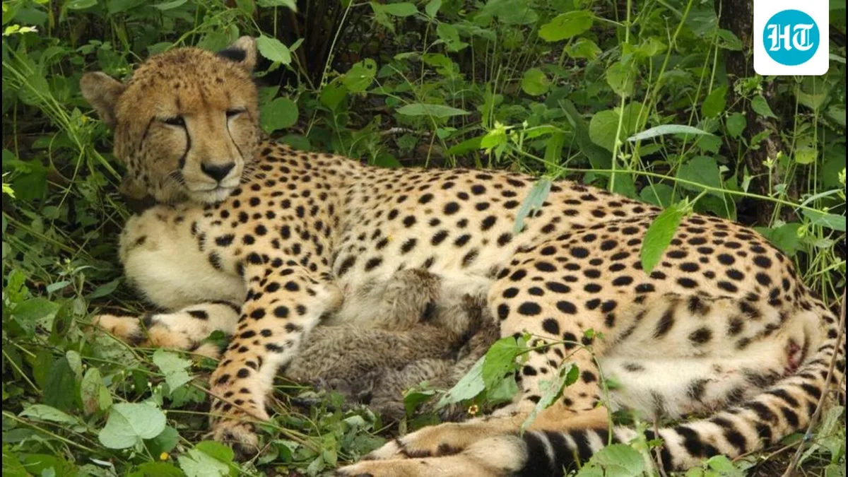 Kuno cheetah KGP12 gives birth to four cubs, India’s cheetah count rises to 36