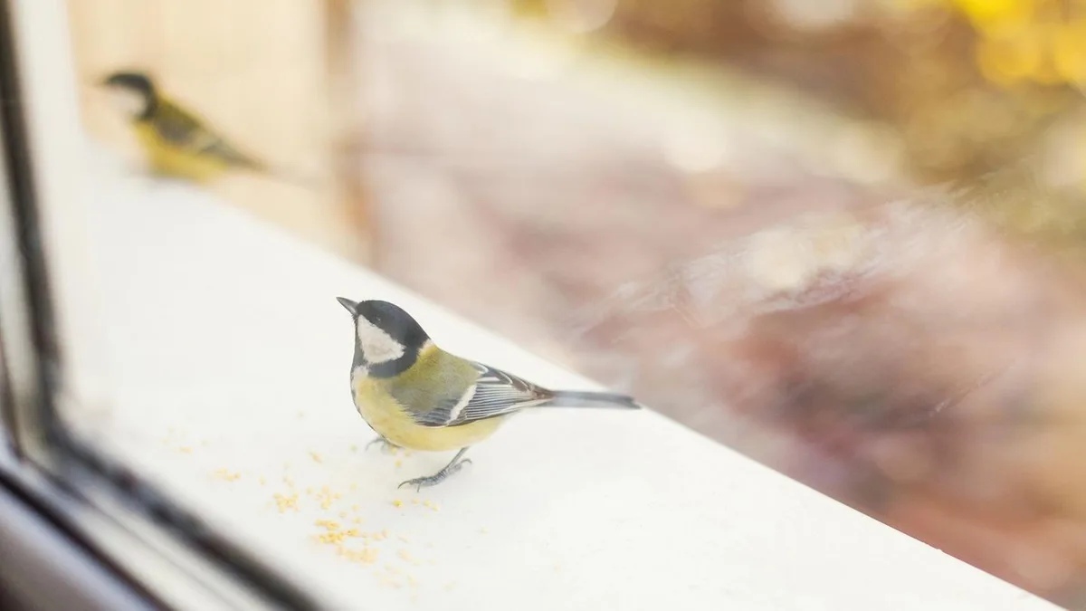 Tierschutz: Warum fliegen Vögel gegen Scheiben – und wie kann man das verhindern?
